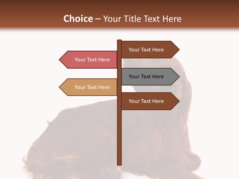 Setter Dog Isolated PowerPoint Template