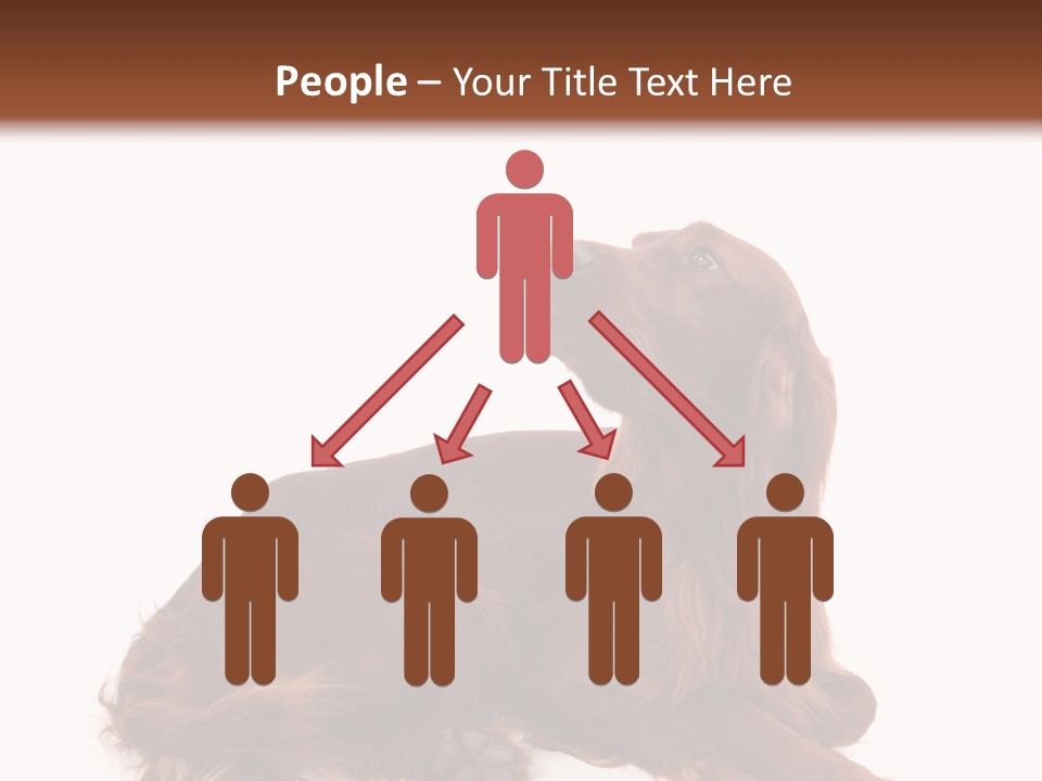 Setter Dog Isolated PowerPoint Template