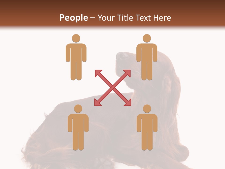 Setter Dog Isolated PowerPoint Template