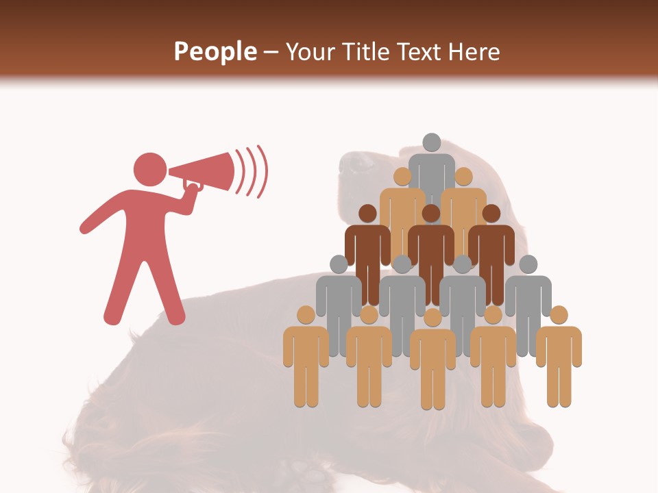 Setter Dog Isolated PowerPoint Template