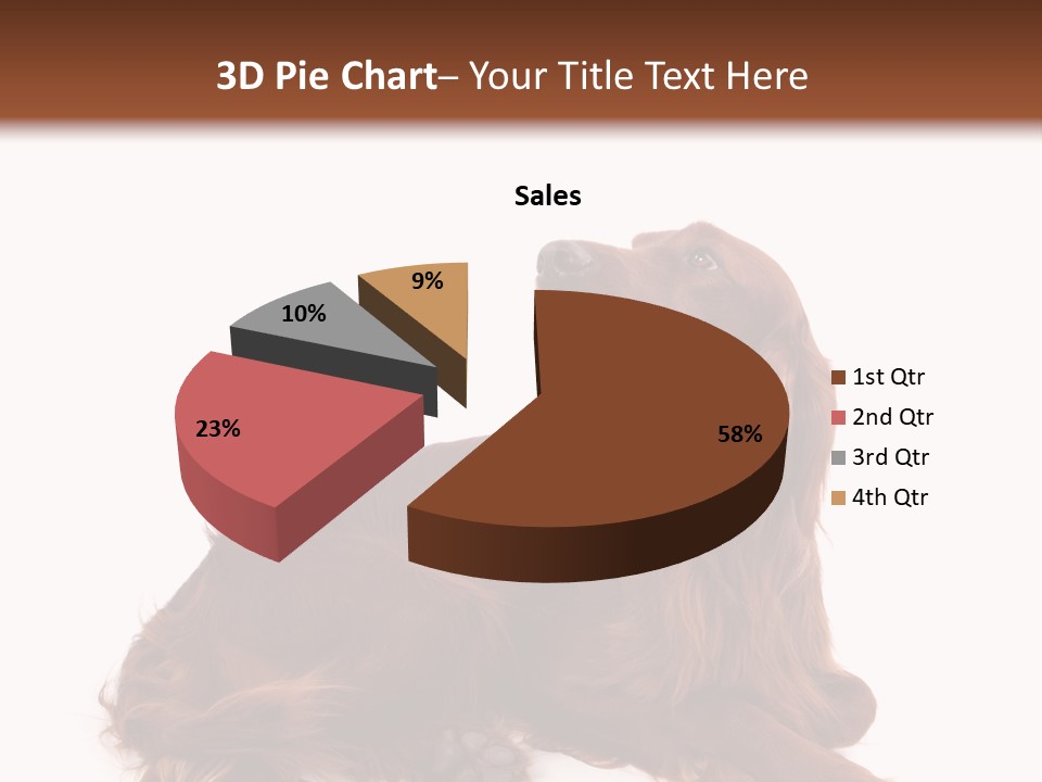 Setter Dog Isolated PowerPoint Template