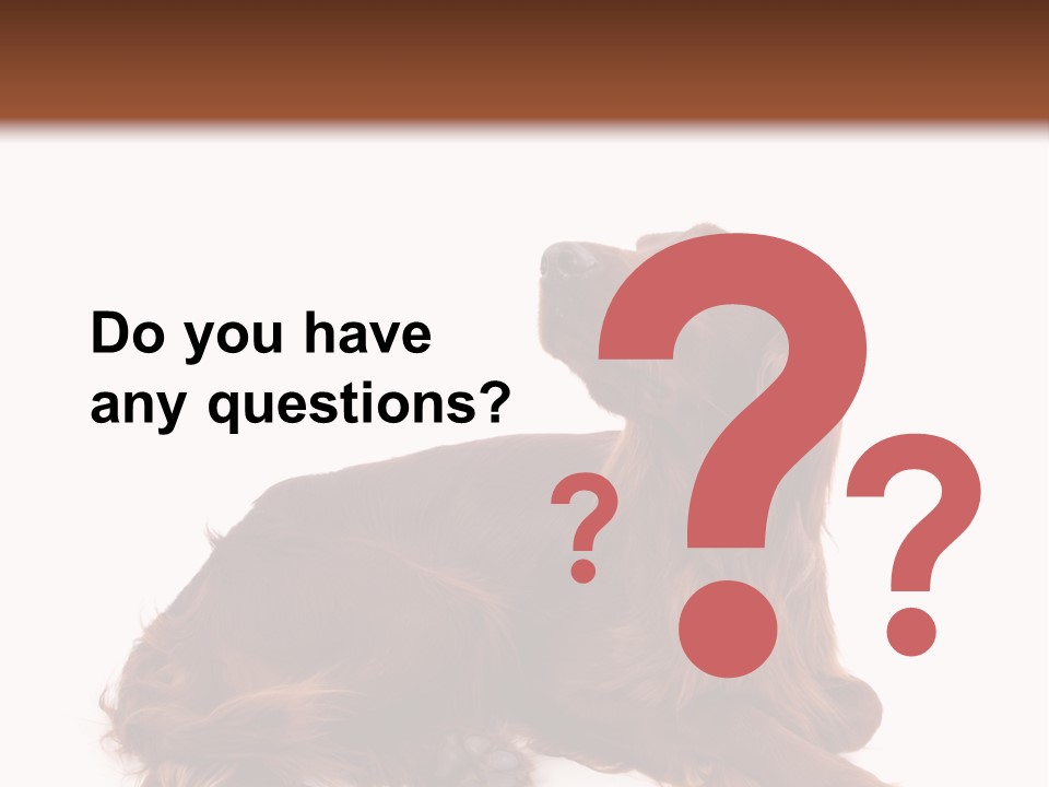 Setter Dog Isolated PowerPoint Template