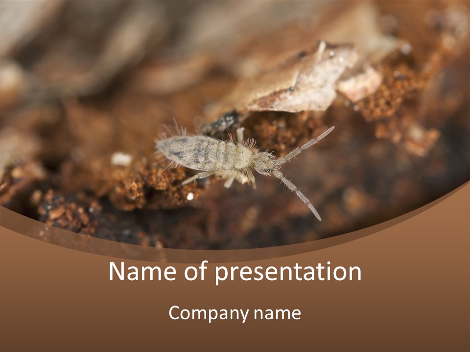 Close Bug Macro PowerPoint Template