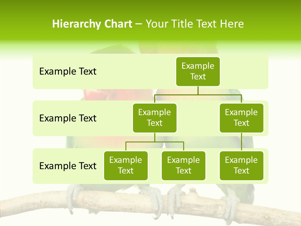 Female Elderly  PowerPoint Template