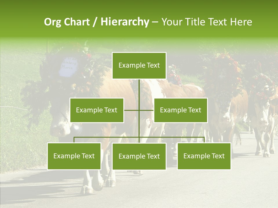 Caregiver Closeup White Background PowerPoint Template