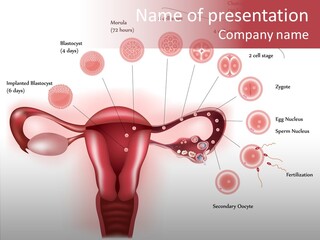 Fertilization Illustration Human PowerPoint Template