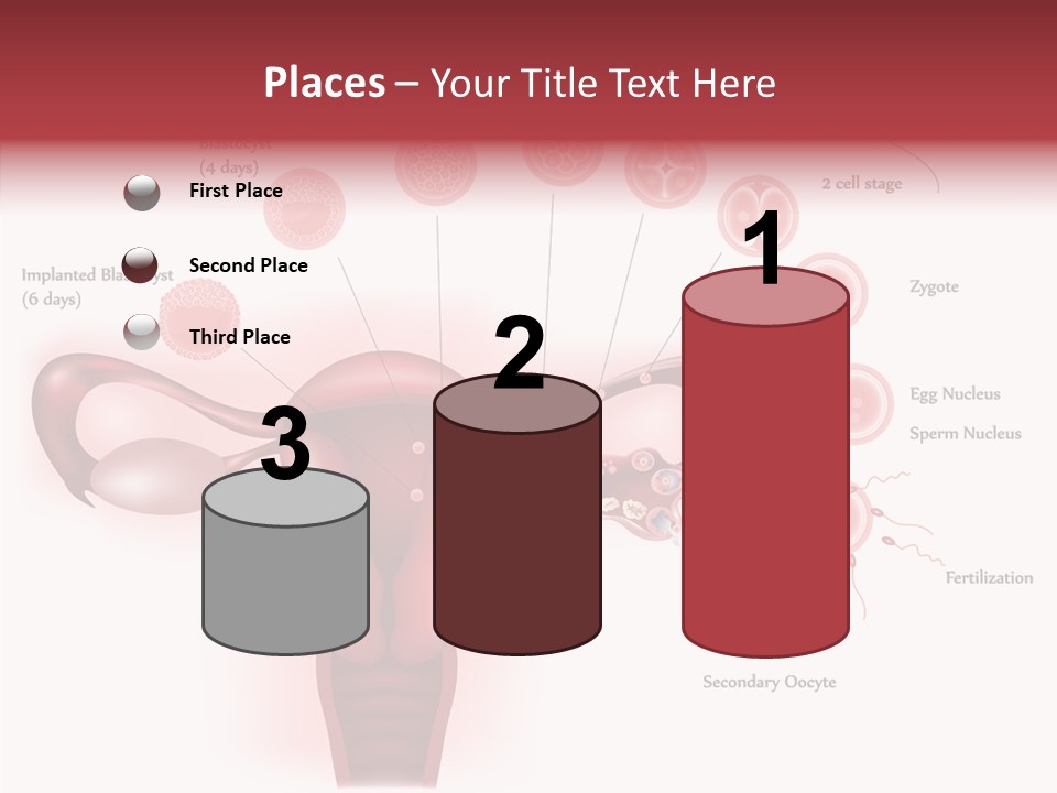 Fertilization Illustration Human PowerPoint Template