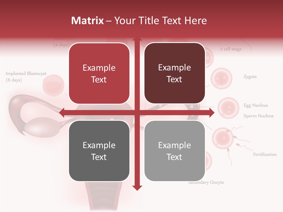 Fertilization Illustration Human PowerPoint Template