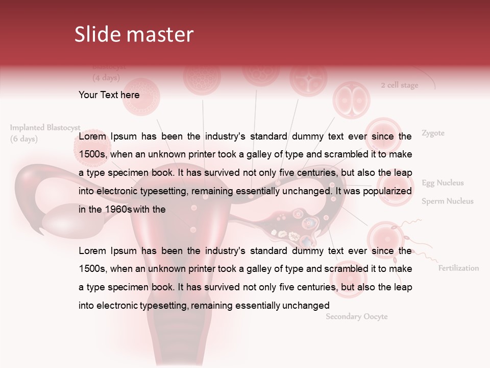 Fertilization Illustration Human PowerPoint Template