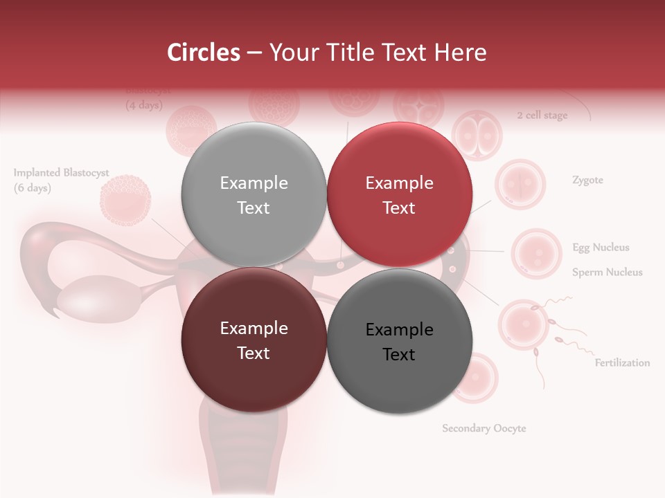 Fertilization Illustration Human PowerPoint Template