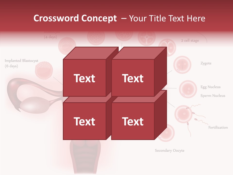 Fertilization Illustration Human PowerPoint Template