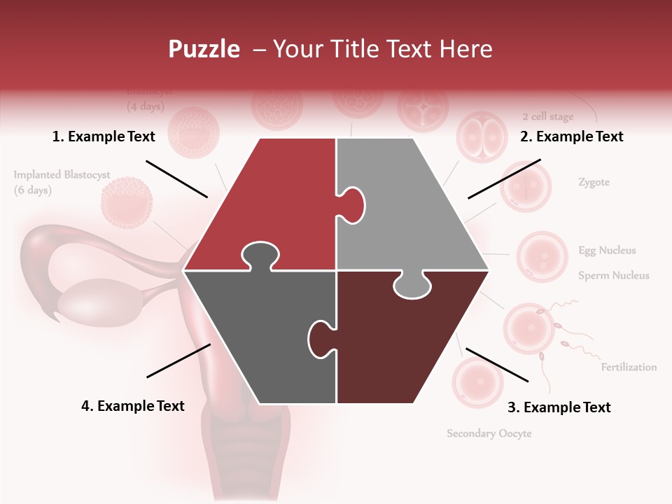 Fertilization Illustration Human PowerPoint Template