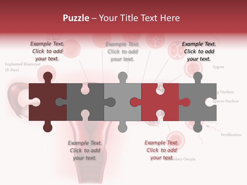Fertilization Illustration Human PowerPoint Template