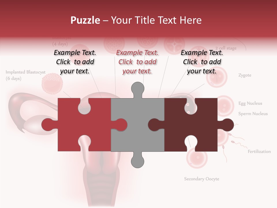 Fertilization Illustration Human PowerPoint Template