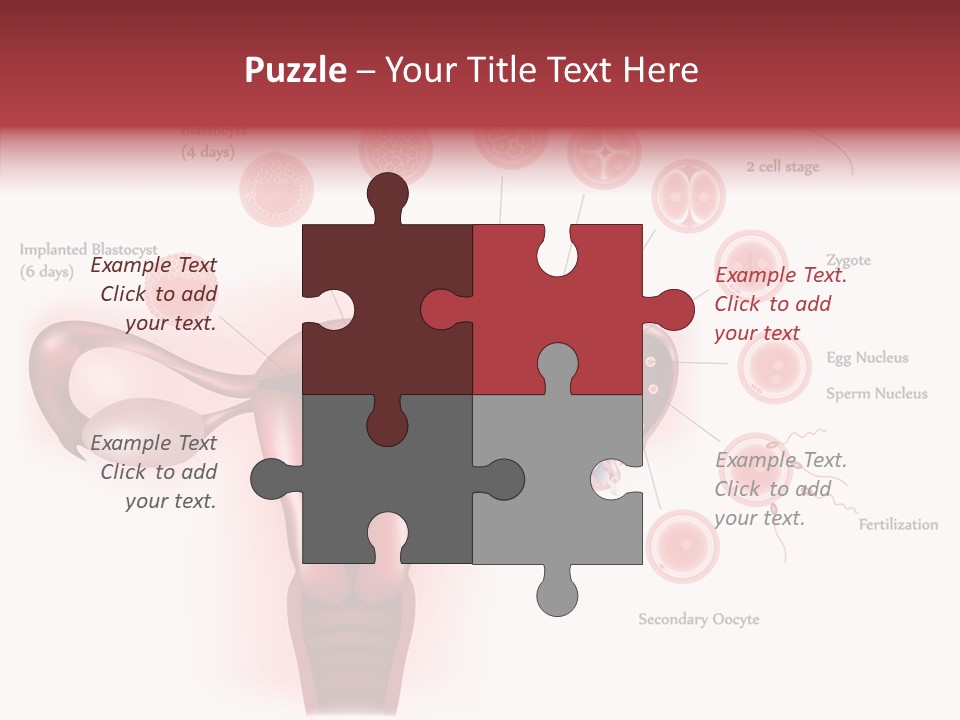 Fertilization Illustration Human PowerPoint Template