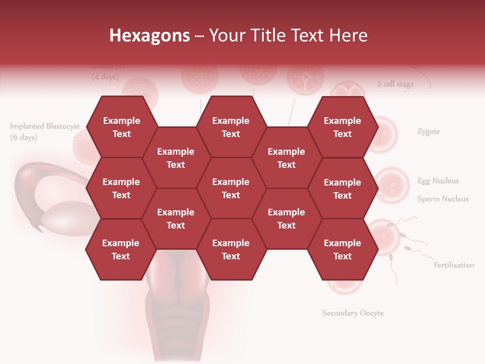 Fertilization Illustration Human PowerPoint Template