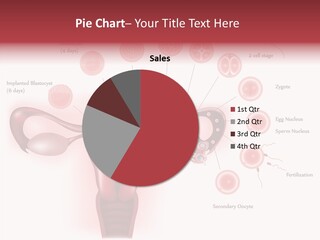 Fertilization Illustration Human PowerPoint Template