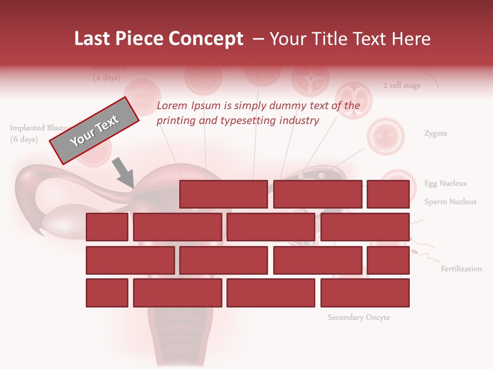Fertilization Illustration Human PowerPoint Template