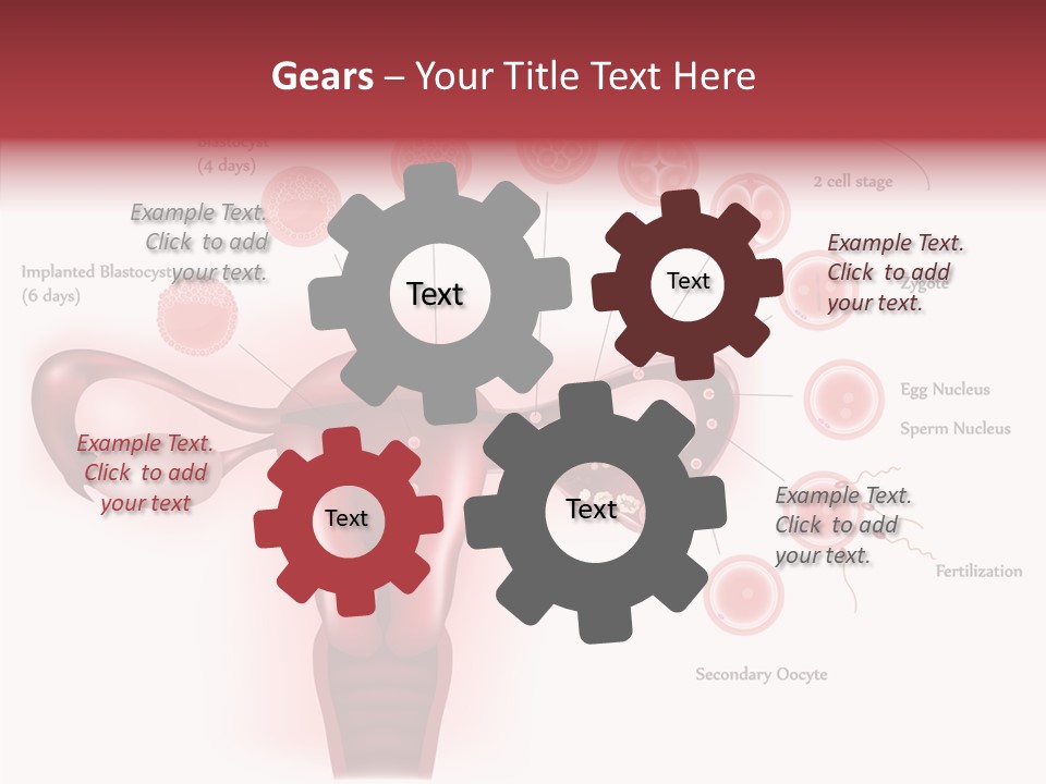 Fertilization Illustration Human PowerPoint Template