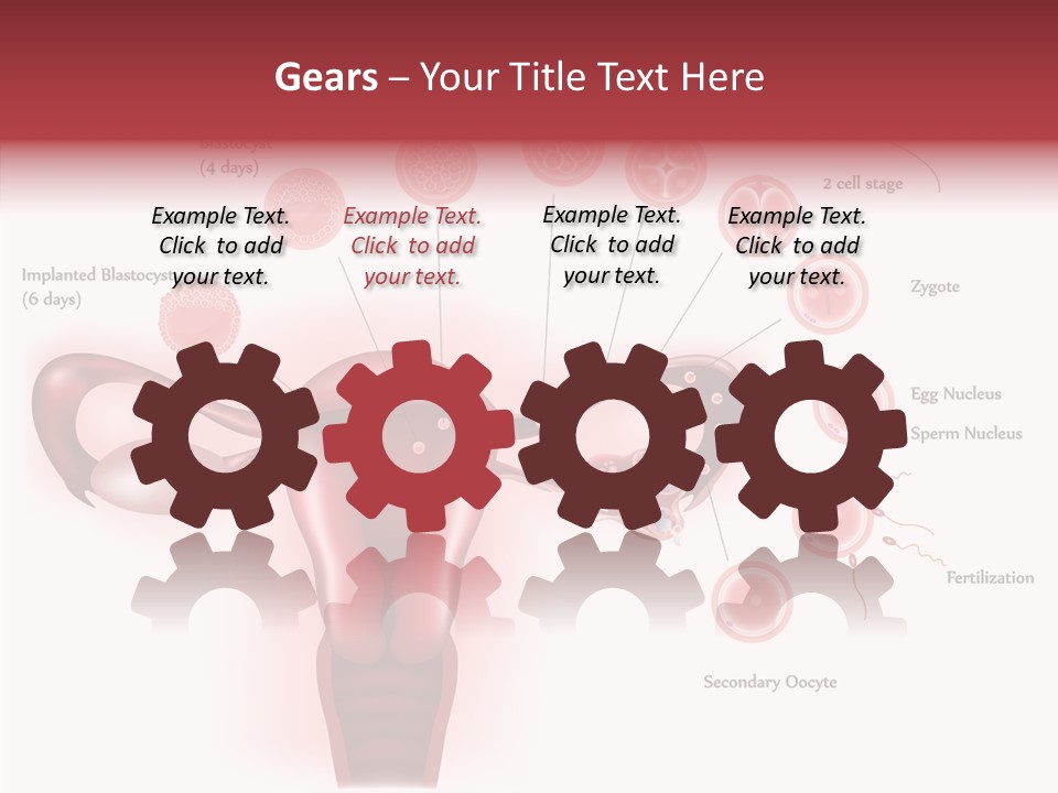 Fertilization Illustration Human PowerPoint Template