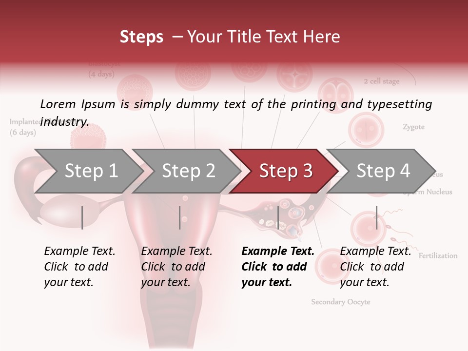 Fertilization Illustration Human PowerPoint Template