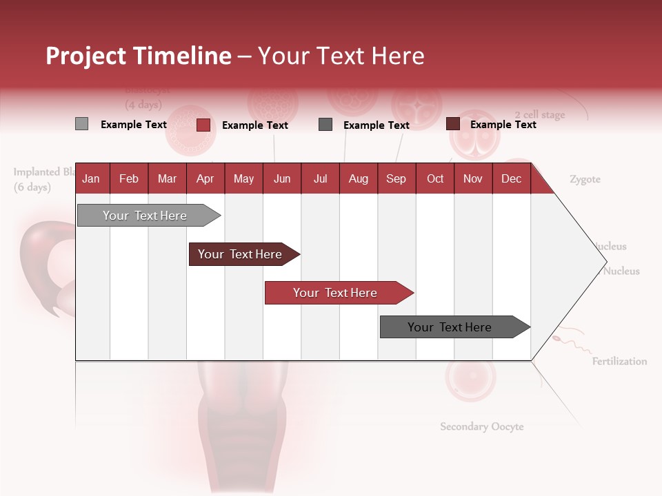 Fertilization Illustration Human PowerPoint Template