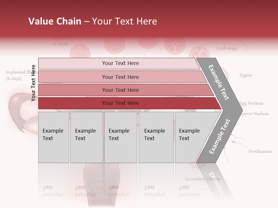 Fertilization Illustration Human PowerPoint Template