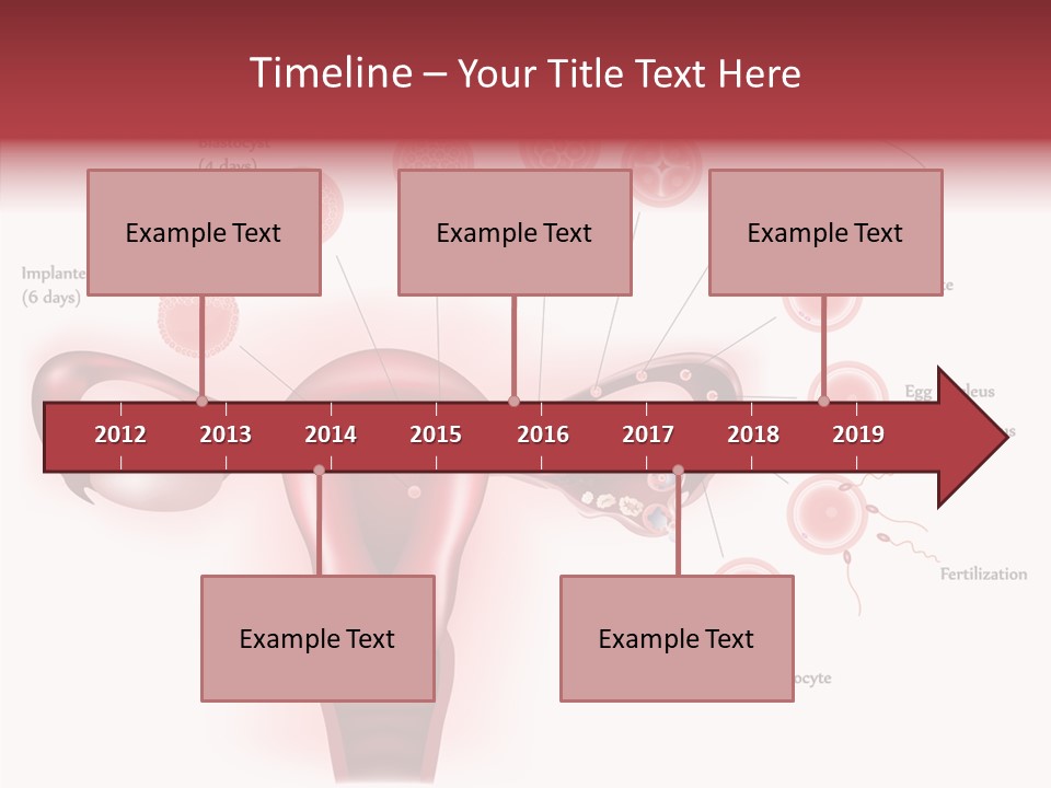 Fertilization Illustration Human PowerPoint Template