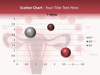 Fertilization Illustration Human PowerPoint Template