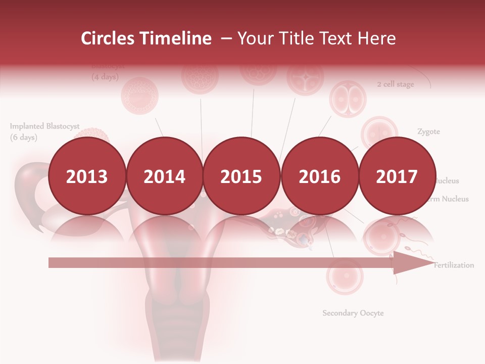 Fertilization Illustration Human PowerPoint Template