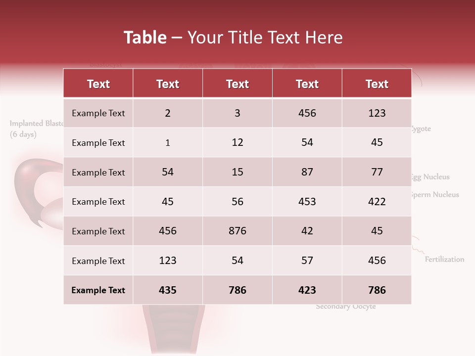 Fertilization Illustration Human PowerPoint Template