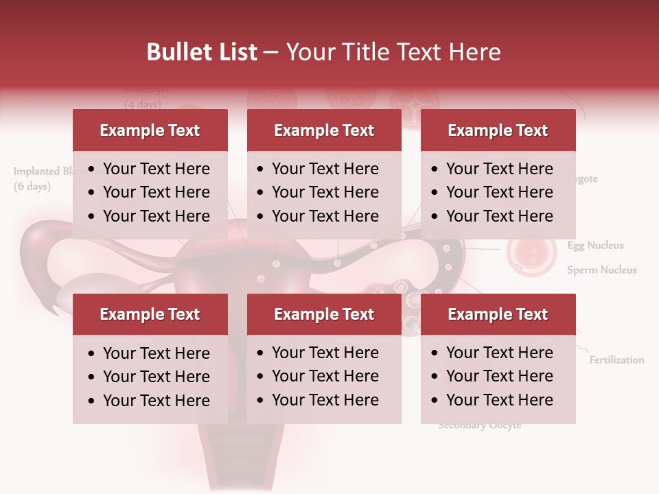 Fertilization Illustration Human PowerPoint Template