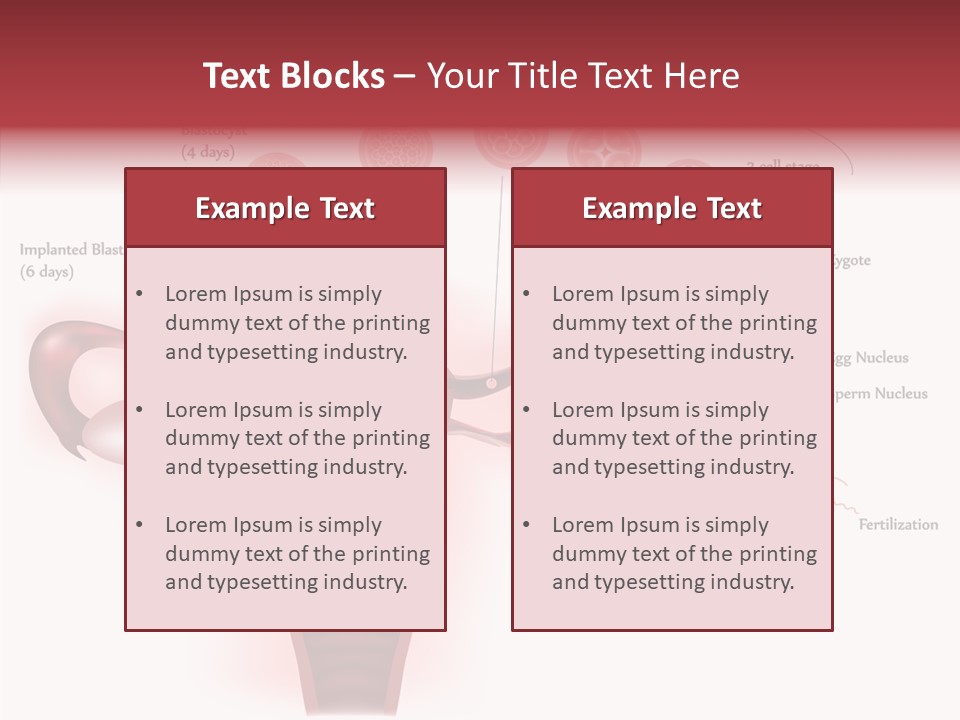 Fertilization Illustration Human PowerPoint Template