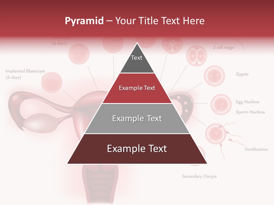 Fertilization Illustration Human PowerPoint Template