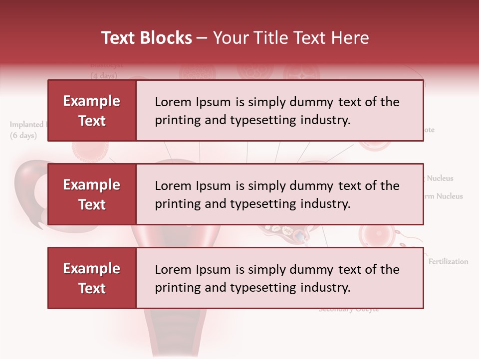 Fertilization Illustration Human PowerPoint Template