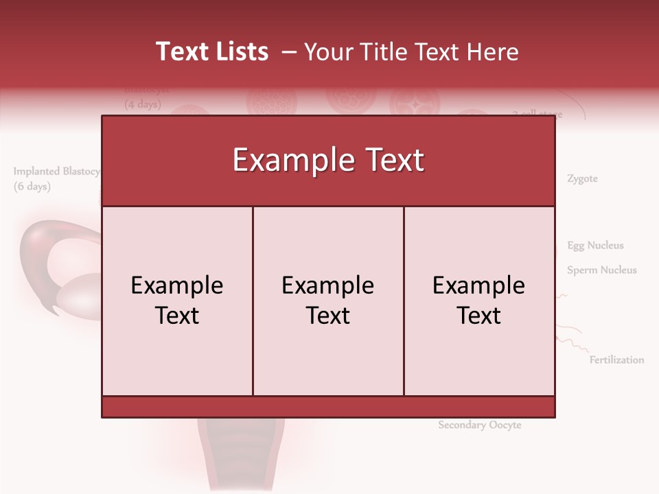 Fertilization Illustration Human PowerPoint Template
