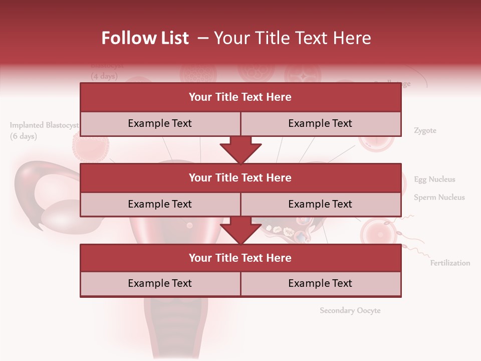 Fertilization Illustration Human PowerPoint Template