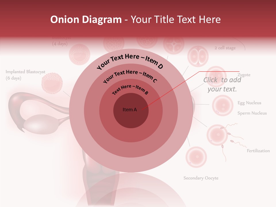 Fertilization Illustration Human PowerPoint Template