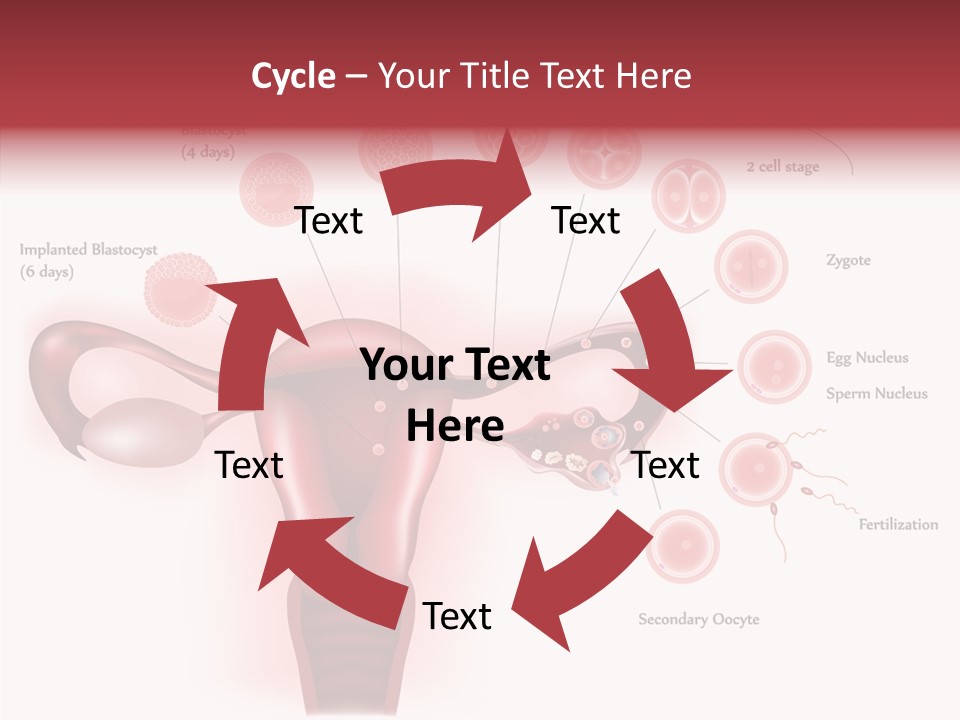 Fertilization Illustration Human PowerPoint Template