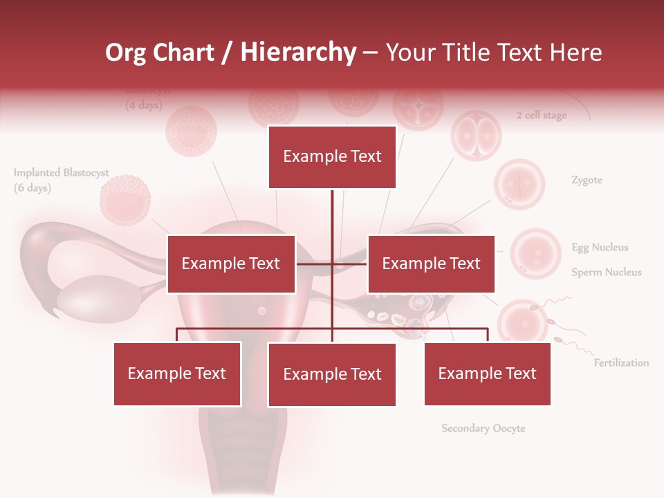 Fertilization Illustration Human PowerPoint Template