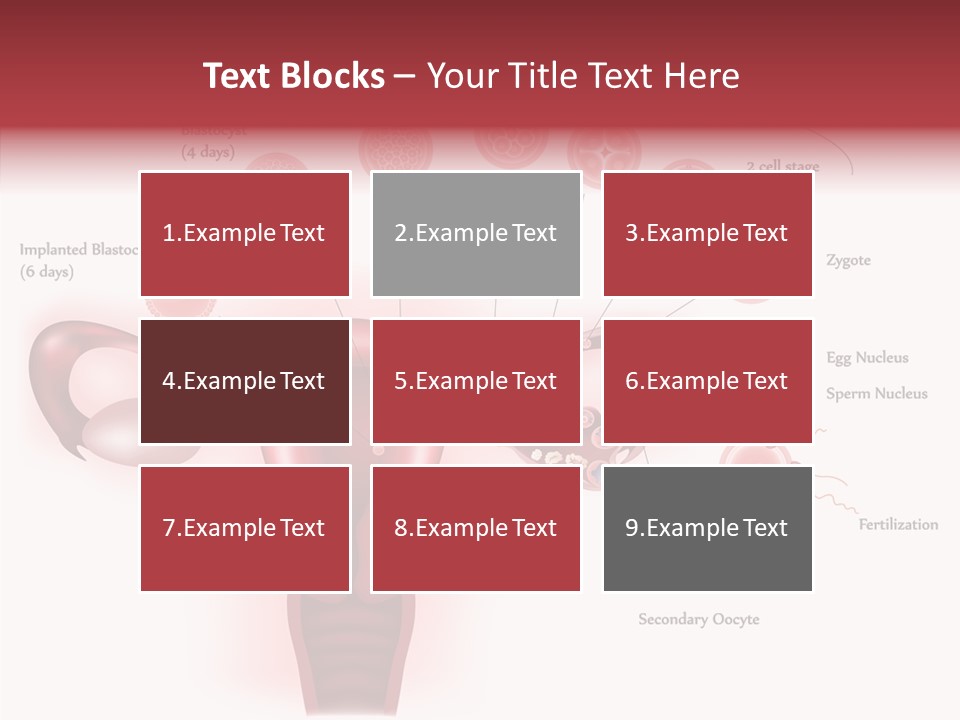 Fertilization Illustration Human PowerPoint Template