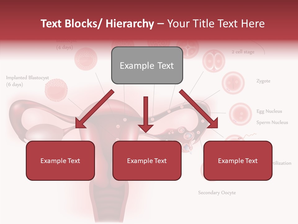 Fertilization Illustration Human PowerPoint Template