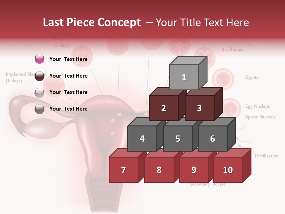 Fertilization Illustration Human PowerPoint Template