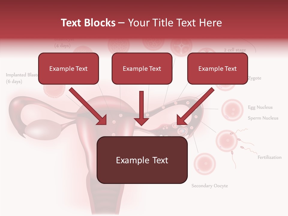 Fertilization Illustration Human PowerPoint Template