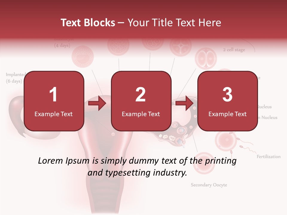 Fertilization Illustration Human PowerPoint Template