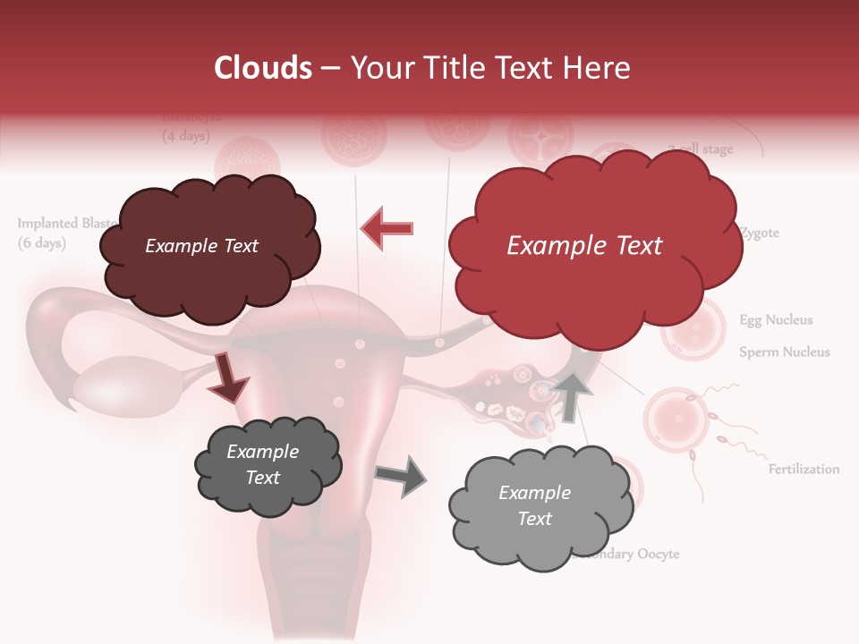 Fertilization Illustration Human PowerPoint Template