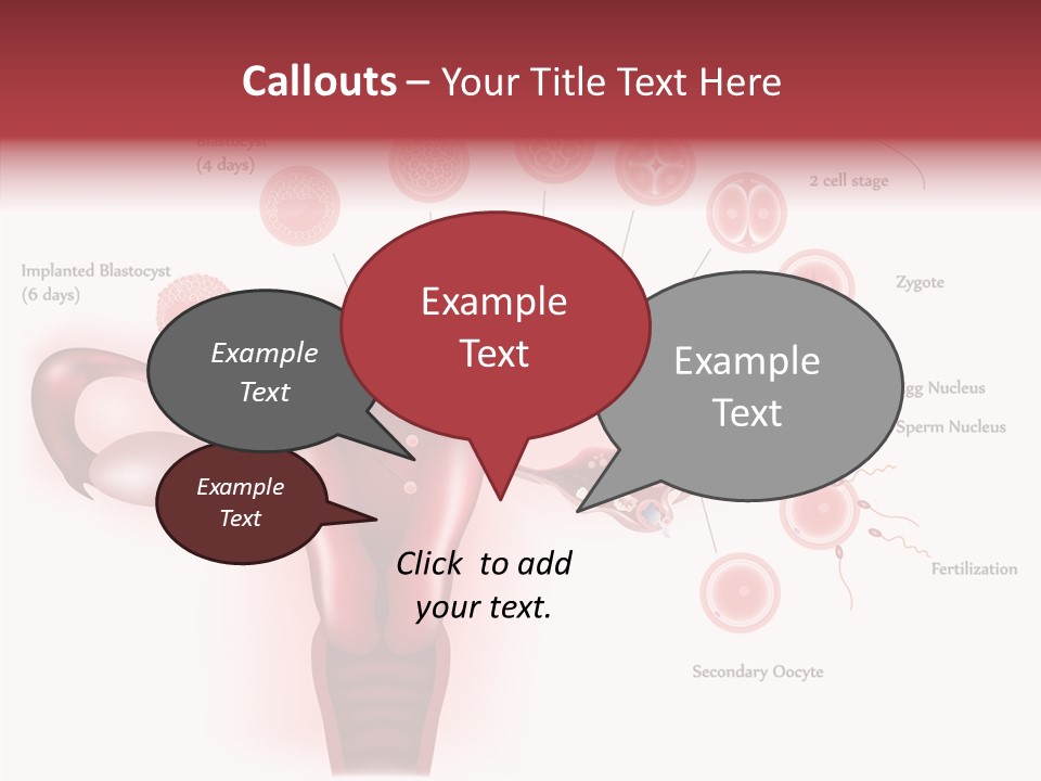 Fertilization Illustration Human PowerPoint Template