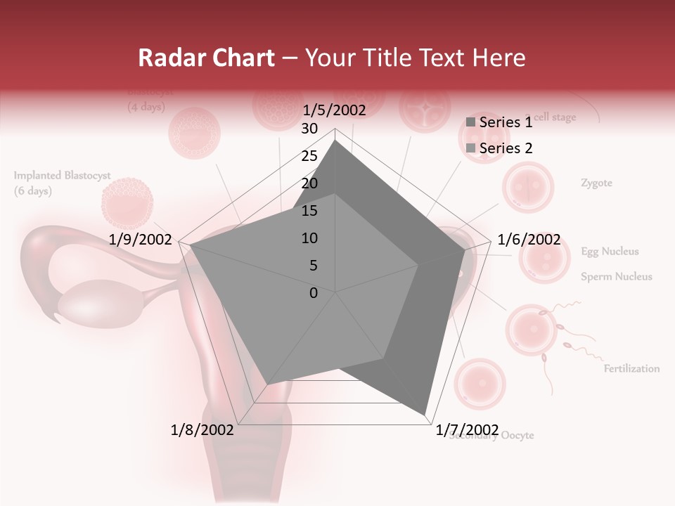 Fertilization Illustration Human PowerPoint Template