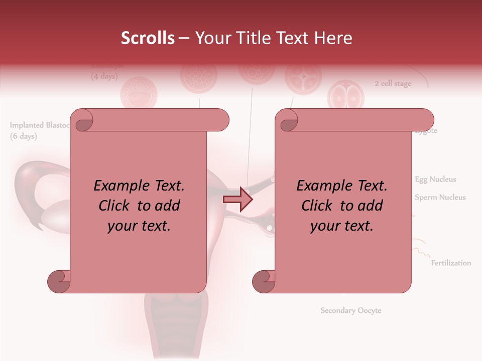 Fertilization Illustration Human PowerPoint Template