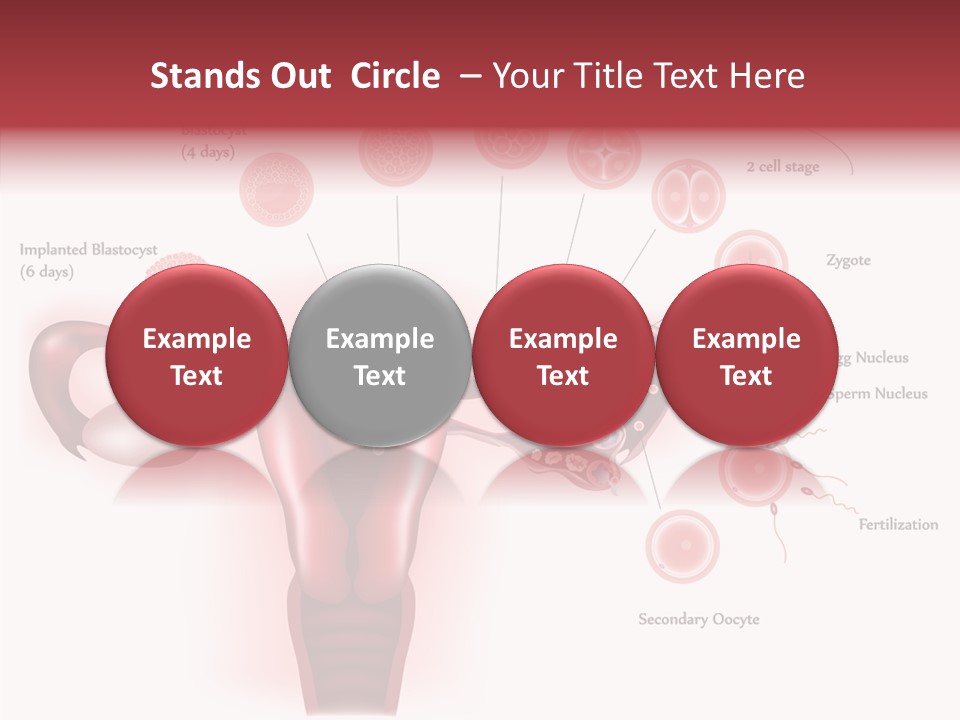 Fertilization Illustration Human PowerPoint Template